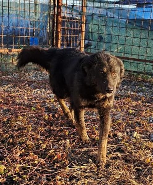 BONNIE - Zuhause gesucht