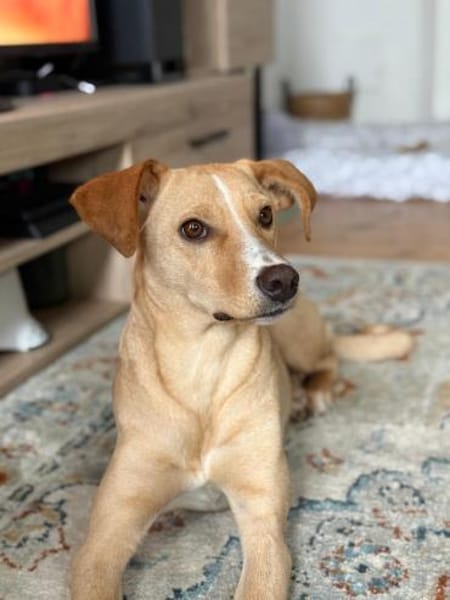 Hündin, Kiani, mittelgr. 14kg sucht Heim