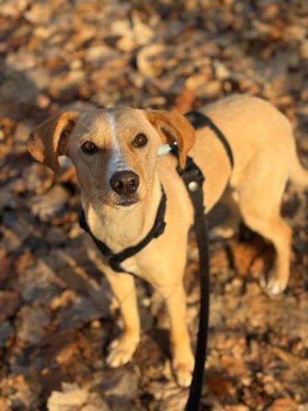 Hündin, Kiani, mittelgr. 14kg sucht Heim