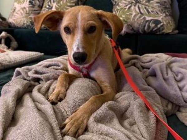 Hündin, Kiani, mittelgr. 14kg sucht Heim