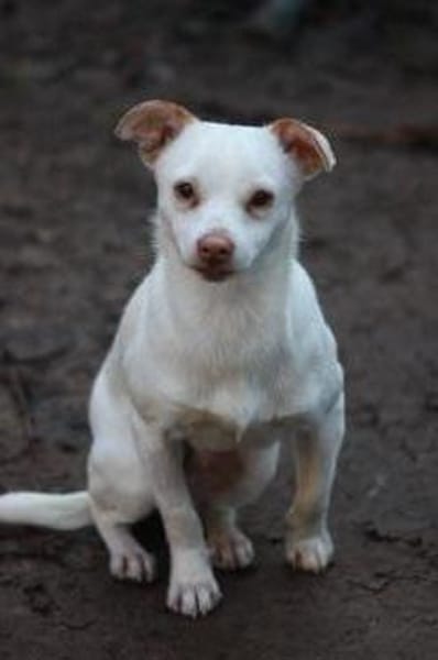 Lino, zauberhafter Charmeur