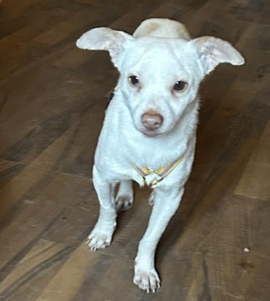 Lino, zauberhafter Charmeur