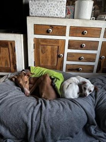 Lino, zauberhafter Charmeur