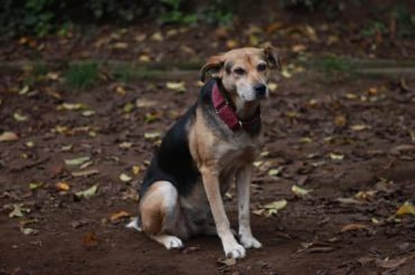 Ronja, eine Lady auf der Suche