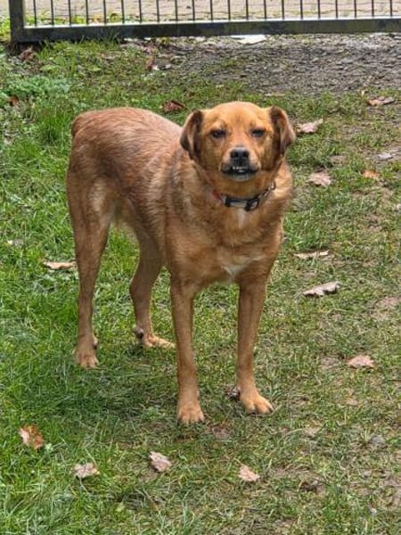 Robby, schüchterner Charmeur sucht seine