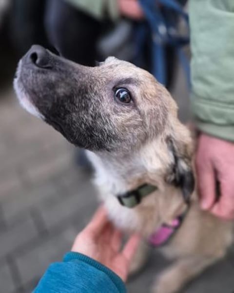 Zlatko  wo aus einem Welpen ...