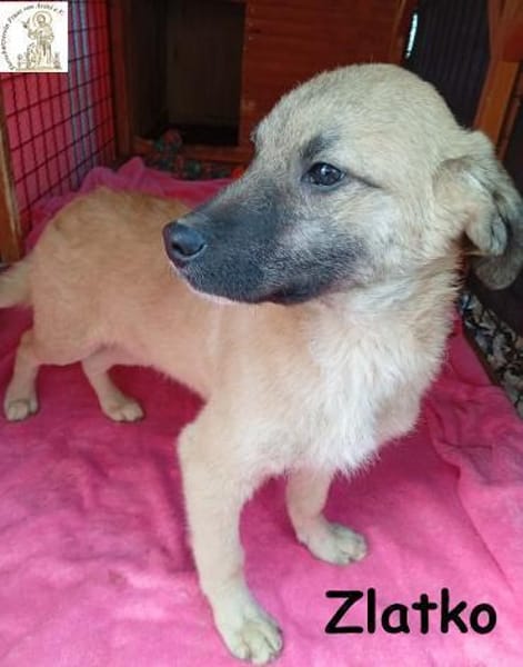 Zlatko  wo aus einem Welpen ...