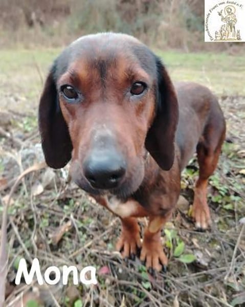 Mama Mona  sucht nicht irgendwen, ...