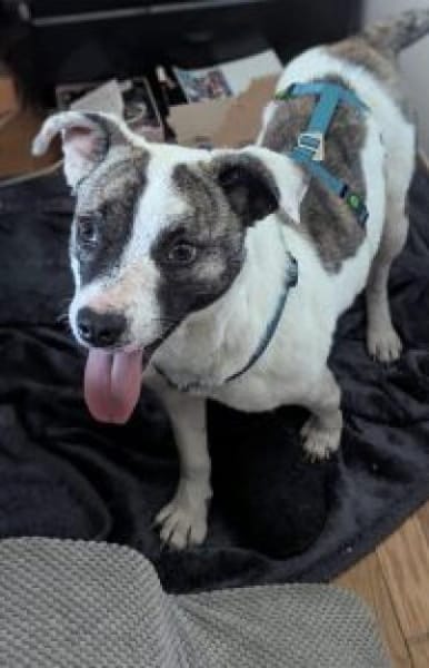 Sandy 36 cm (Pflegestelle)