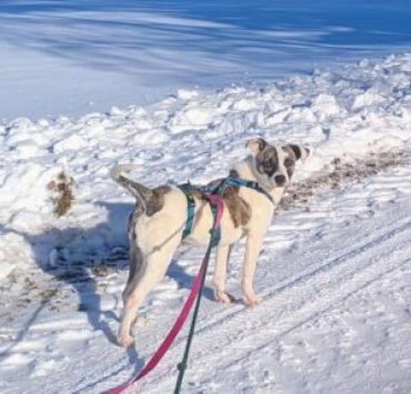 Sandy 36 cm (Pflegestelle)