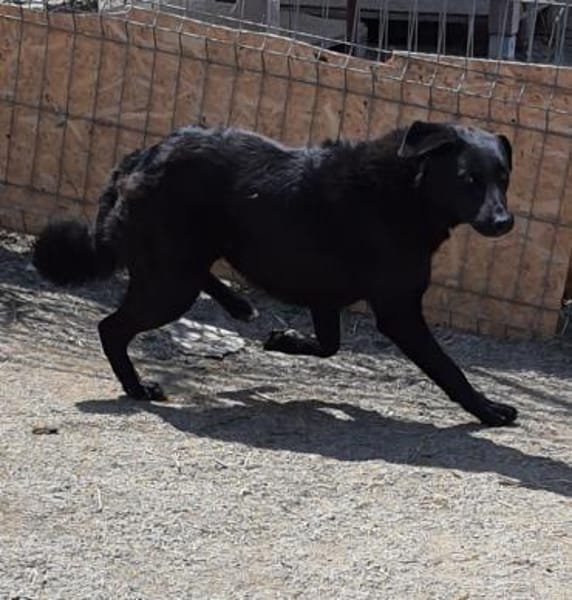 Gorbi  54 cm (Pflegestelle)