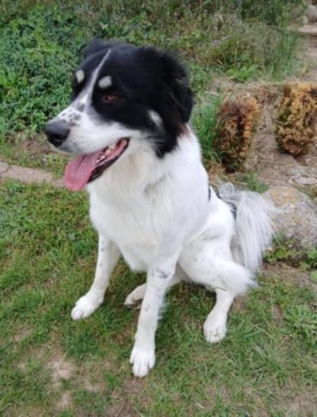 Lieber Sealy♥ sucht sein Heim