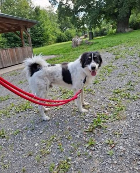 Lieber Sealy♥ sucht sein Heim