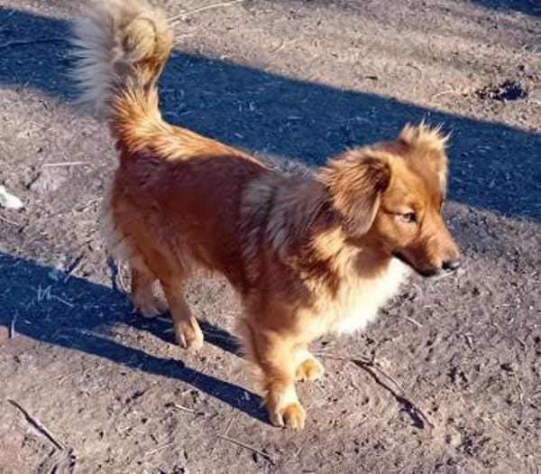 Liebenswerte Henna sucht euch