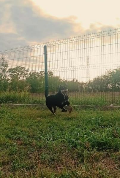 Amy ist ein Familienhund