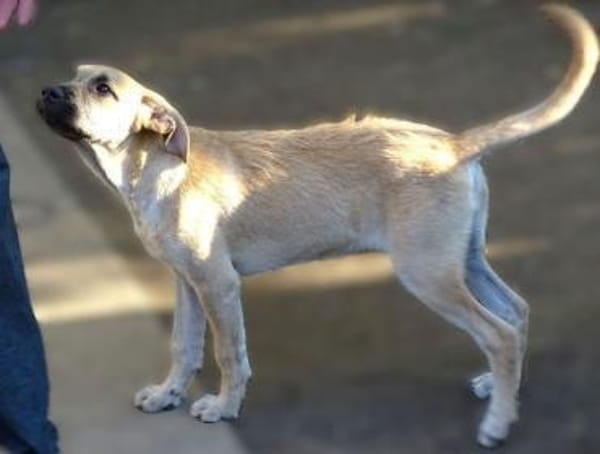 BEA hat einen Wunsch