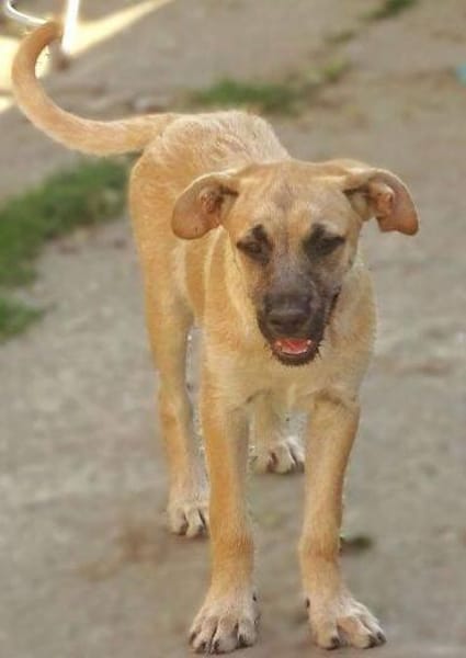 BEA hat einen Wunsch