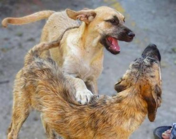 BEA hat einen Wunsch