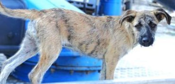 BETTY möchte kuscheln