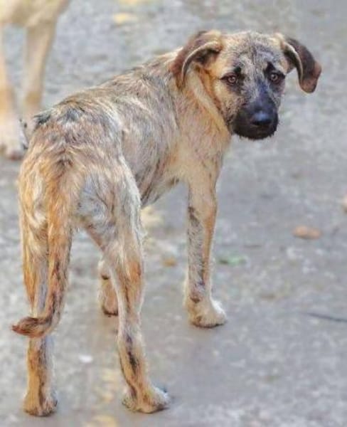 BETTY möchte kuscheln