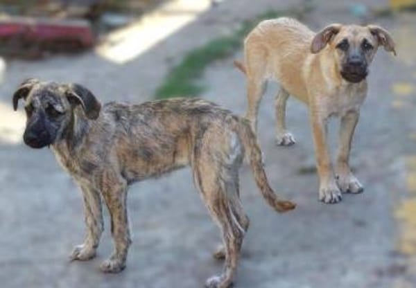 BETTY möchte kuscheln