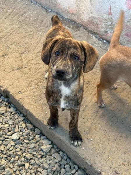 IVAN - Familienanschluss gesucht...