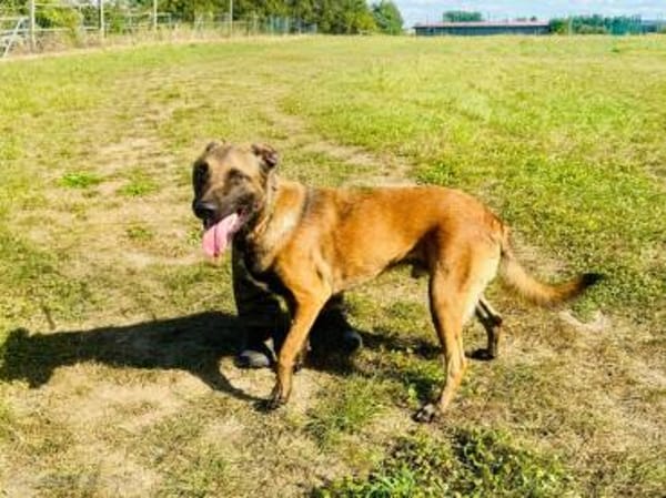 Samsung  wundervoller Hundejunge