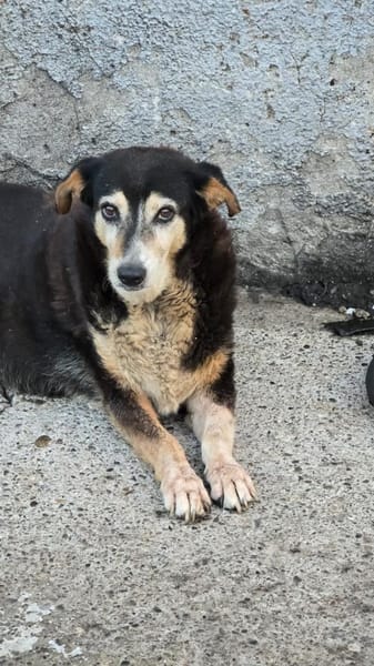 Liebe Omi Biba sucht ihr Zuhause