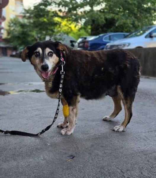 Liebe Omi Biba sucht ihr Zuhause