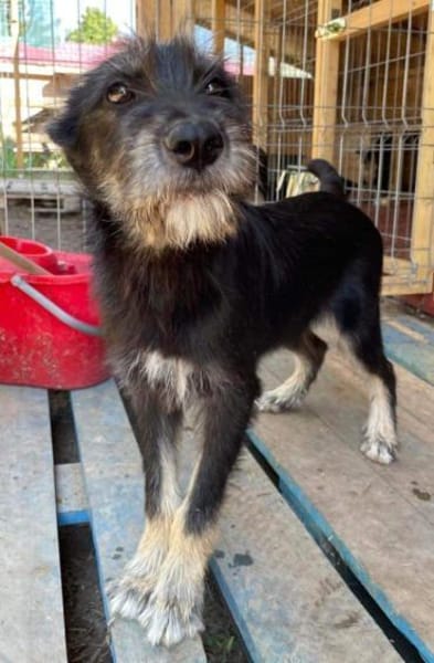 BAIAT - möchte endlich eine Familie