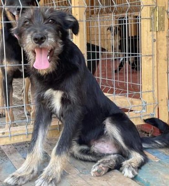 BAIAT - möchte endlich eine Familie