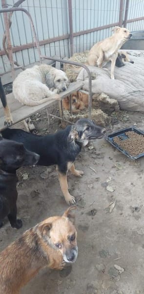 JANO - wartet schon so lange