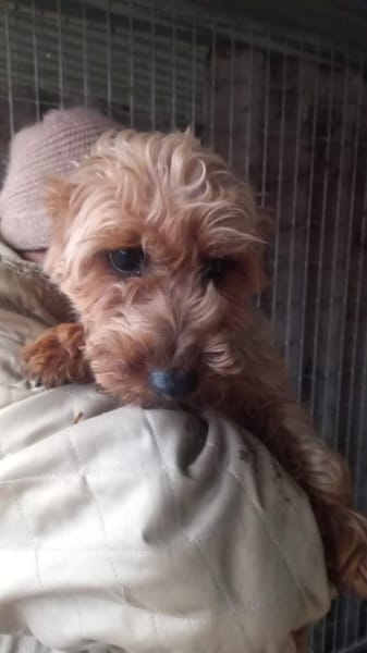 Yuki- PP, schüchterne kleine Yorki Dame