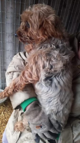 Yuki- PP, schüchterne kleine Yorki Dame