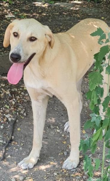 LOLA -  sucht ihr -Zuhause für immer-