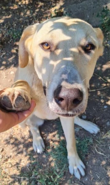 LOLA -  sucht ihr -Zuhause für immer-