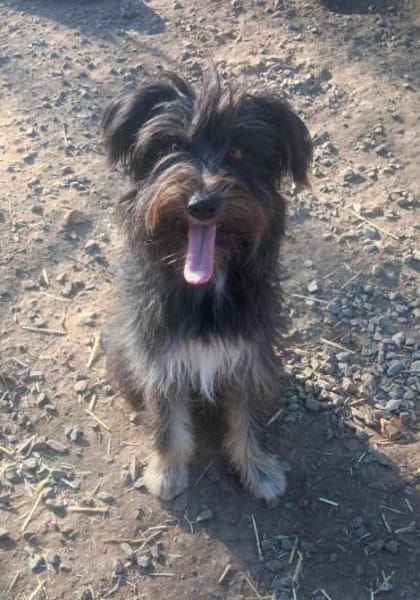 SANDOKAN - wartet schon sein Leben lang