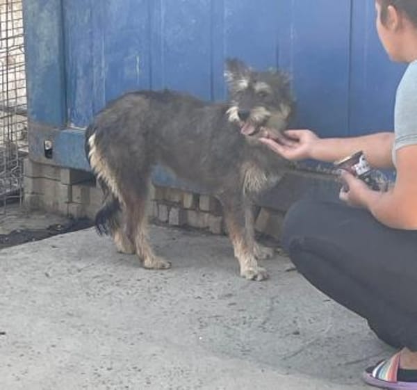 FELINE - sucht ihre Menschen