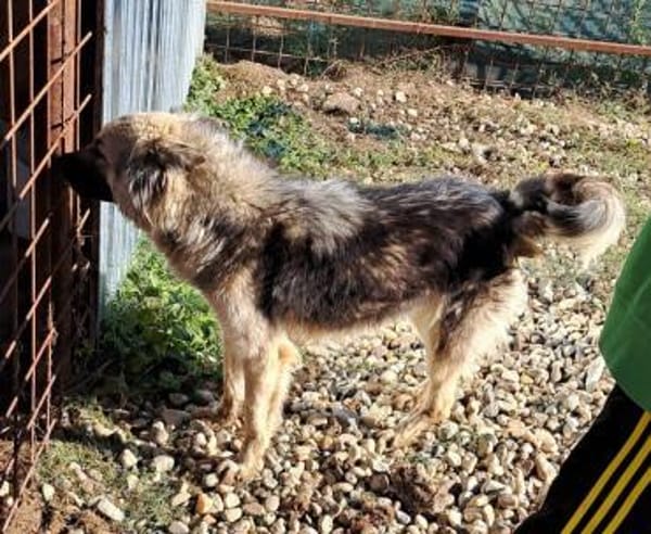 KAIA sucht eine Familie