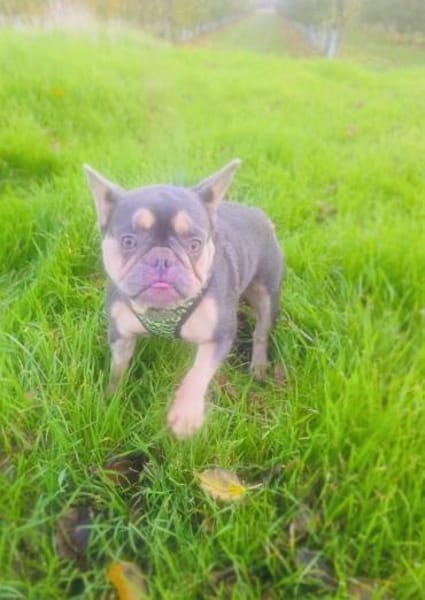 Fleur eine Liebe französische Bulldogge