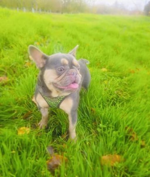 Fleur eine Liebe französische Bulldogge