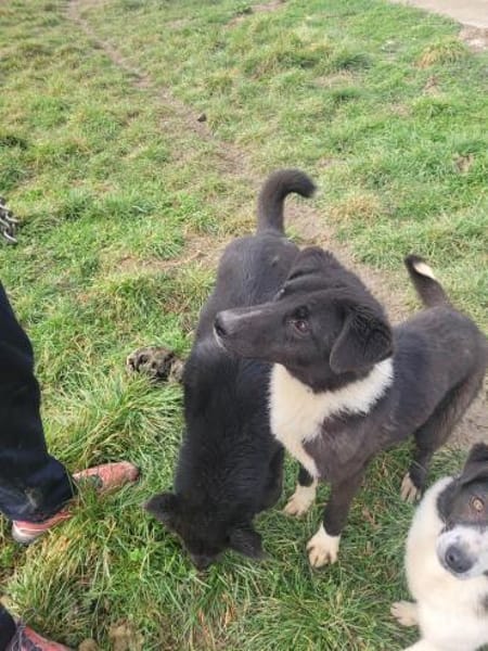 Fidelio - sucht seine( n) Menschen