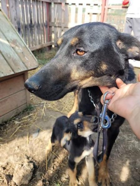 JUNO - große Hündin, großes Herz...