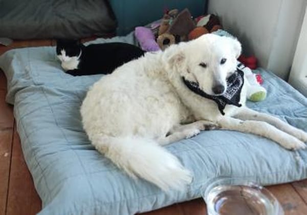 FIAMMETTA - auf Pflegestelle in Sachsen