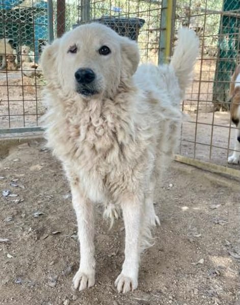 FIAMMETTA - auf Pflegestelle in Sachsen