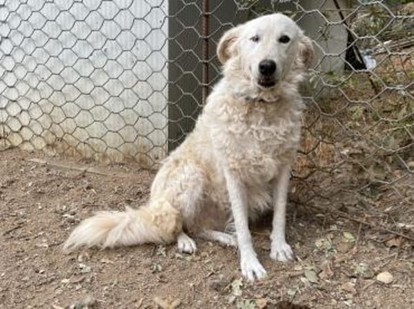 FIAMMETTA - auf Pflegestelle in Sachsen