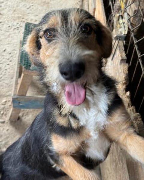 MINNIE - Lebensfreude auf Pfoten