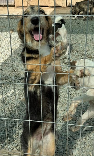 MINNIE - Lebensfreude auf Pfoten