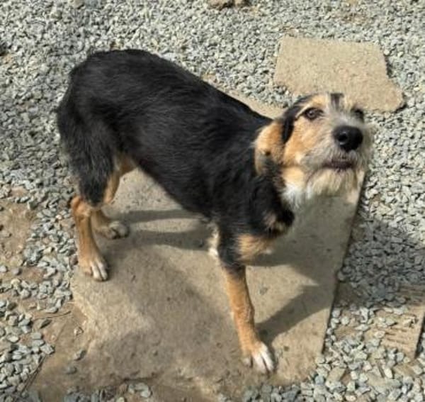 MINNIE - Lebensfreude auf Pfoten