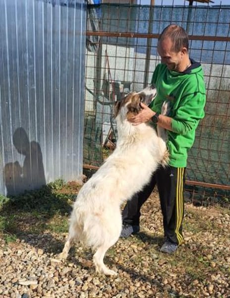 NICA - ganz viel Hund zum lieb haben